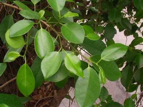 榕樹葉放紅包袋|避邪植物能去晦氣？3植物有效防卡陰，簡單3步驟教你。